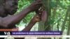Les producteurs de cacao réclament de meilleurs revenus