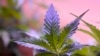 Daily Marijuana Use Greater than Daily Alcohol Use in US