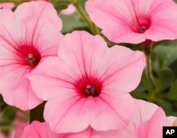 This undated image provided by All-America Selections shows Petunia Dekko™ Maxx™ Pink, an AAS-winning plant for 2025. (All-America Selections via AP)(All-America Selections via AP)