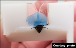 A bee secured with blue wax in a 3D-printed harness in lab studies to explore whether the insects can detect cancer. (Courtesy Saha Lab)