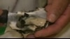 美国万花筒：把牡蛎当好酒般品尝 