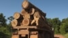 The UN says between 30 and 100 billion dollars are lost each year to the illegal trade in timber. (UNEP)