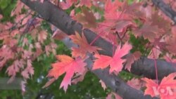 华府秋意浓