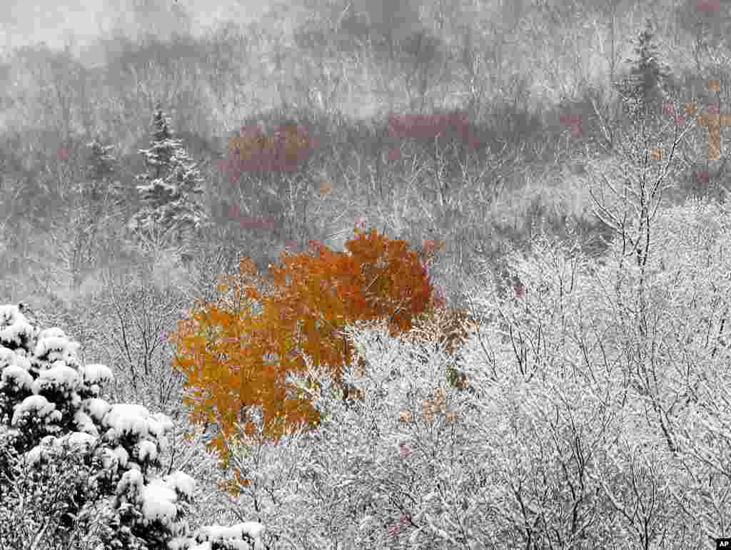 Salju menutupi daun-daun dan pohon pada musim gugur di kota Franconia Notch, New Hampshire, AS.