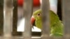 Bird Brain? Thanks for the Compliment