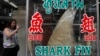 A woman takes a photograph of a dried shark fin on display at a restaurant in Bangkok, host city of the CITES meeting, March 5, 2013.