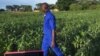 An agriculture extension worker in Zambia inspects maize fields in the wake of an armyworm invasion. (Courtesy - Derrick Sinjela in Zambia)