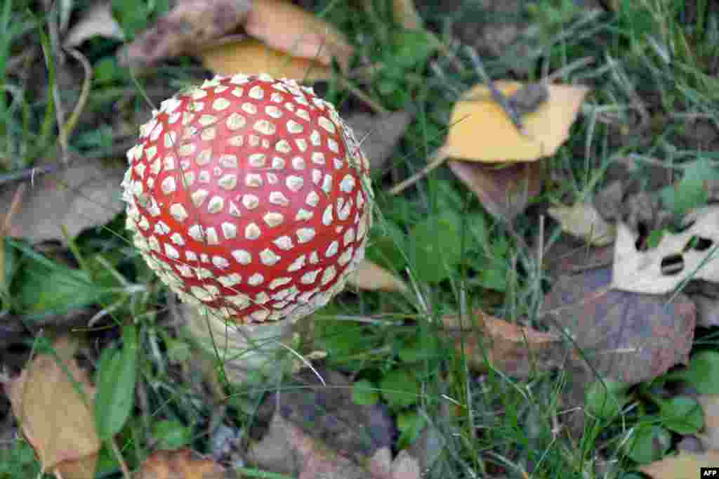 Sebuah jamur agaric (Amanita muscaria) tumbuh di kota Thorigne-fouillard, Prancis barat. Jamur ini menjadi ikon karena bentuknya yang unik dan karena beracun.