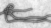 Ebola virus