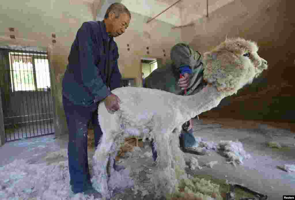 Para peternak mencukur bulu seekor alpaca di sebuah kebun binatang Shijiazhuang, propinsi Hebaei, China.