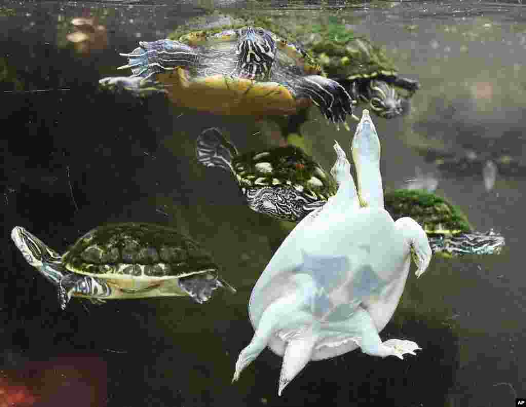 Berbagai jenis kura-kura berenang di sebuah kolam di kebun binatang Frankfurt, Jerman.