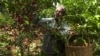 Coffee Faces Double Threat to its Existence in Eastern Ethiopia