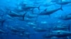 Obama Plans to Create World's Largest Marine Protected Area