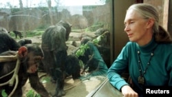 FILE - Jane Goodall, chimpanzee researcher and naturalist, observes through glass some of Taronga Zoo's 25-member chimpanzee colony in Sydney, Aug. 31, 1997.