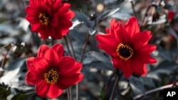 This undated image provided by All-America Selections shows Dahlia Black Forest Ruby, an AAS-winning plant for 2025. (All-America Selections via AP)