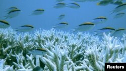Qurxummii fi soora isii- Raaree (Coral) tana. Tuulaa Coral Reef kun Austiraaliyaa keessa- Great Barrier Reef jedhan