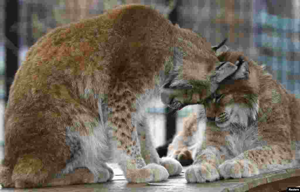 Sejoli lynx atau kucing liar Siberia, Yana (kiri) dan Buran bermesraan di kandangnya di kebun binatang Royev Ruchey di Krasnoyarsk, Siberia-Rusia.