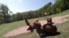 Four-Legged Furry Stress Relievers 