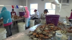 Kecemasan Pengolah Kepiting dan Importir Sayur