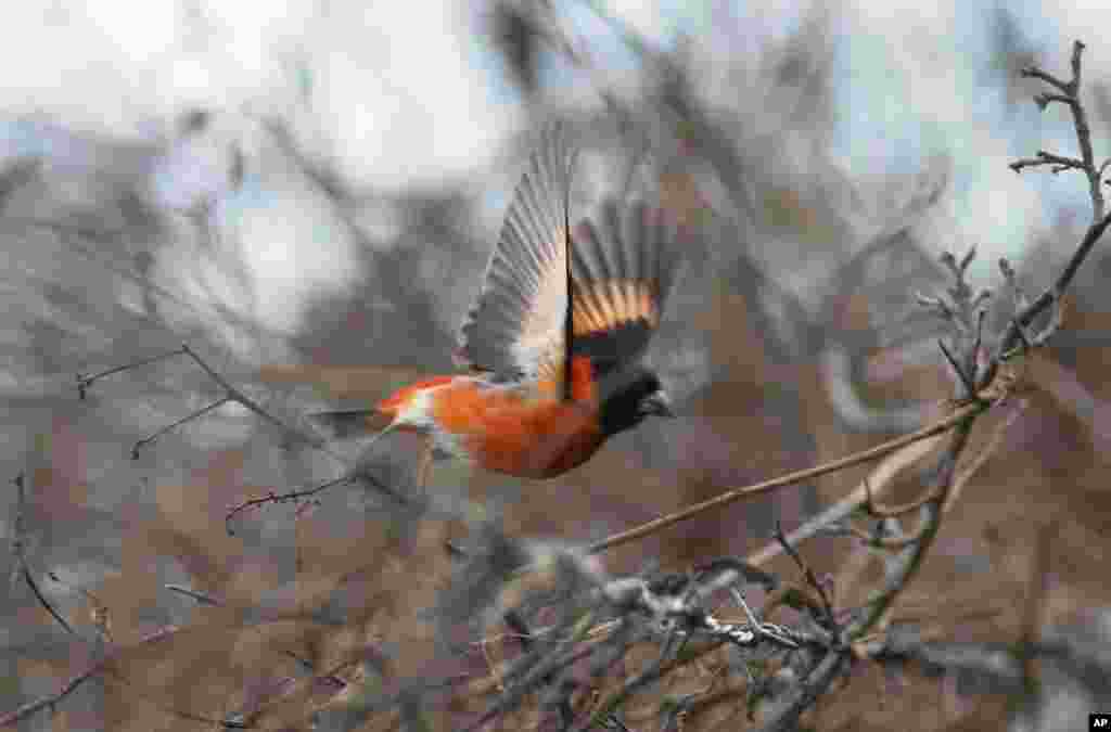 2018年10月24日,一只红色的鶸(siskin)在委内瑞拉的巴尔加斯飞行。这种少见的鸟正在以惊人的速度从野外消失,原因是历时一个世纪的森林缩小,以及偷猎者捕捉以获得鲜艳的红色羽毛或者卖给养鸟人。