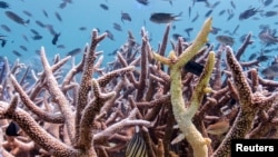 FILE - Bleached corals are seen in a reef in Koh Mak, Trat province, Thailand, May 8, 2024. This year so far the country's weather recorded the highest temperature at 44.2 degrees Celsius affecting the seawater temperature as well. (REUTERS/Napat Wesshasartar/File Photo)