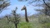 Kenya Using Mobile App to Help Track Animals