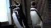 Researchers Say Animals Like Video Games Too!