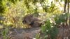 The cheetahs spent their first three weeks in an enclosure before being released into Liwonde National Park in Malawi. 