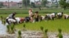 Farmers plant rice in Samroang Teav village on the outskirts of Phnom Penh, Cambodia, Aug. 23, 2015. 