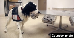A cancer detection dog at the Penn Vet Working Dog Center sniffs samples on a stainless steel wheel. (Courtesy of Penn Vet Working Dog Center)