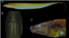 Electric Buzz Surrounds New Fish Species