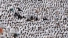 Hajj Pilgrims Reflect on Regional Conflicts