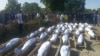 An Jana'izar Manoma 43 Da Aka Yi Wa Yankan Rago a Borno
