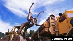Organized crime is estimated to be involved in nearly 30% of global logging production. (UNEP)