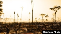 The UN says deforestation is responsible for nearly 20% of global carbon emissions (UNEP)