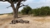 Zimbabwe Bans Mining in National Parks After Uproar Over Chinese Grants