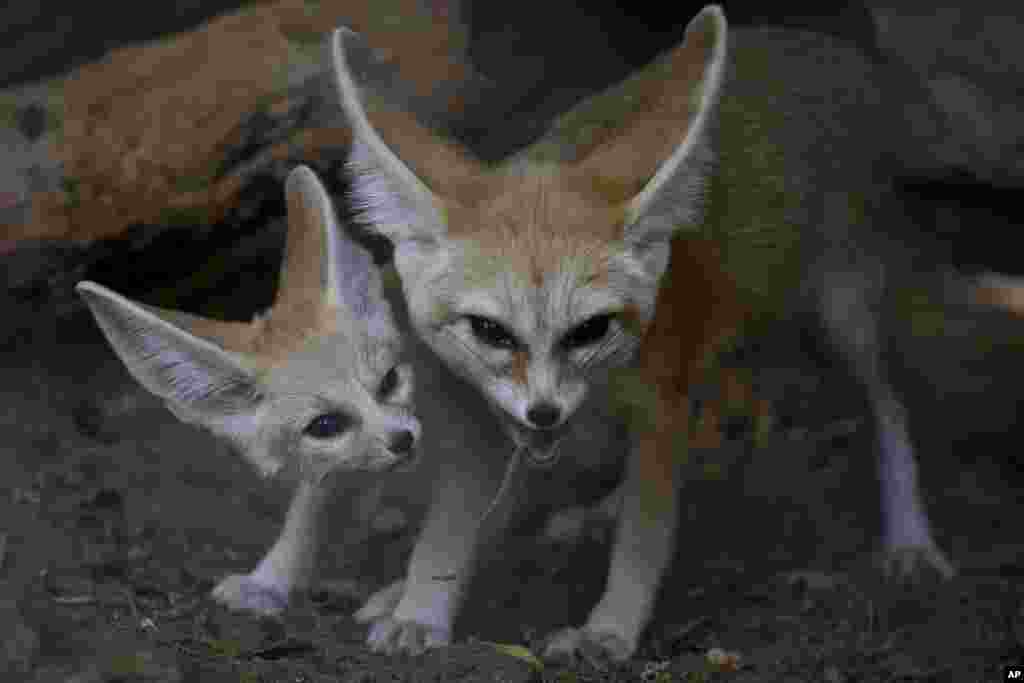 Seekor induk rubah Sahara (jenis rubah terkecil di dunia) dan anaknya di taman safari Ramat Gan dekat Tel Aviv, Israel.