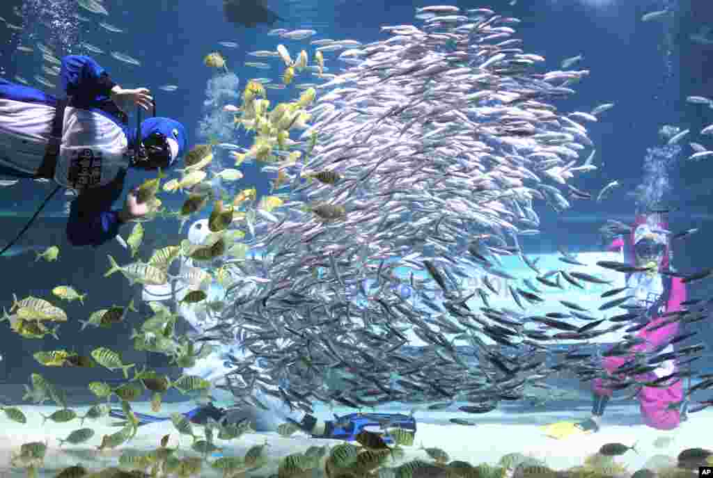 Dua penyelam mengenakan kostum penguin memberikan hiburan di taman Aquarium Coex di Seoul, Korea Selatan.