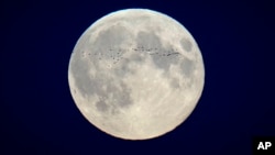 In this file photo, a flock of birds fly in front of the full moon over the city center in Tallinn, Estonia, Oct. 17, 2024. (AP Photo/Sergei Grits, File)