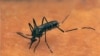 Malaria Cases Hit 40-year High in US