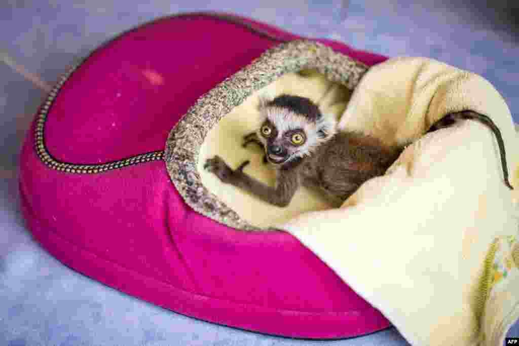 Bayi lemur berekor seperti cincin "Heather" duduk di atas bantal pemanas berbentuk sepatu, di Kebun Binatang Affenwald Straussberg di Straussberg, Jerman, 3 Mei 2017.