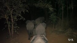 Malawi Relocating 500 Elephants