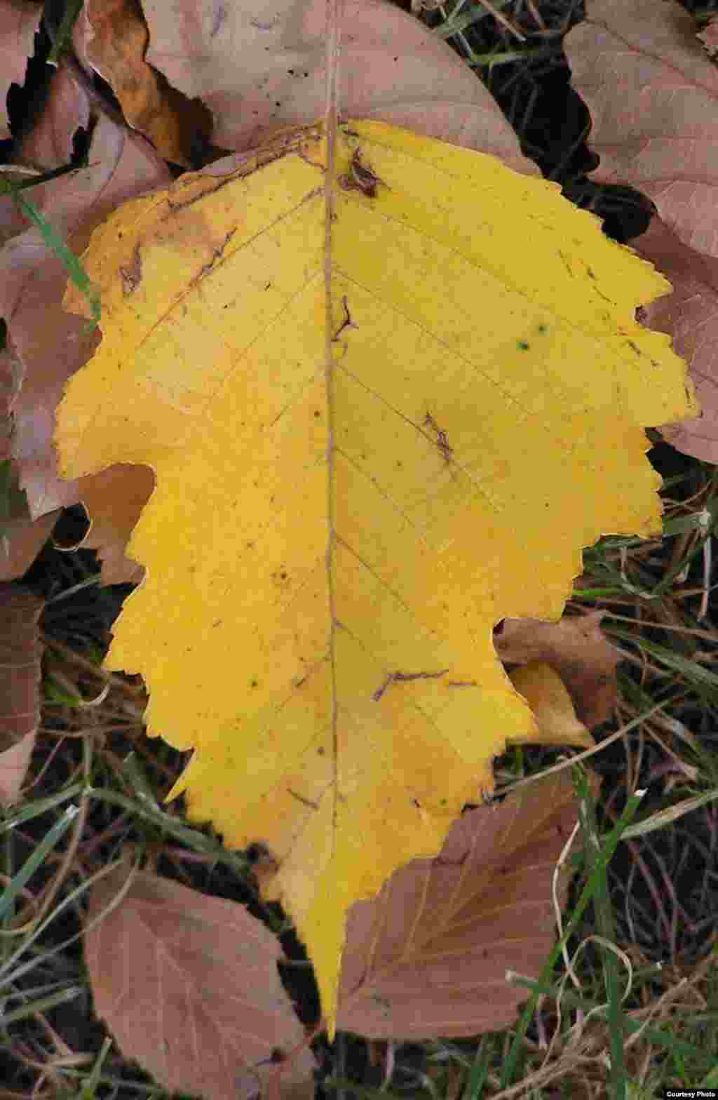 Daun pohon birch berubah menjadi kuning terang saat musim dingin mendekat, di Gateway Arch, St. Louis, Missouri. (Amy Zanne)