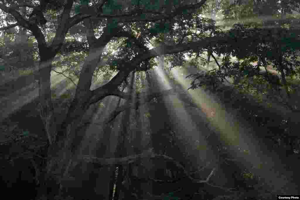 Sinar matahari pagi menyelinap di antara tudung hutan oak-hickory di Pusat Riset Tyson di Washington University di St. Louis, Missouri. (Jonathan Myers)