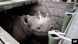 FILE - A female black Rhino stands in a box before being transported during rhino translocation exercise In the Nairobi National Park, Kenya, June 26, 2018.