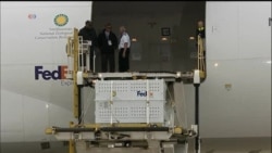 Giant Panda Bao Bao Leaves for China