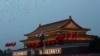 万只信鸽受“肛检” 和平使者忍辱为国庆