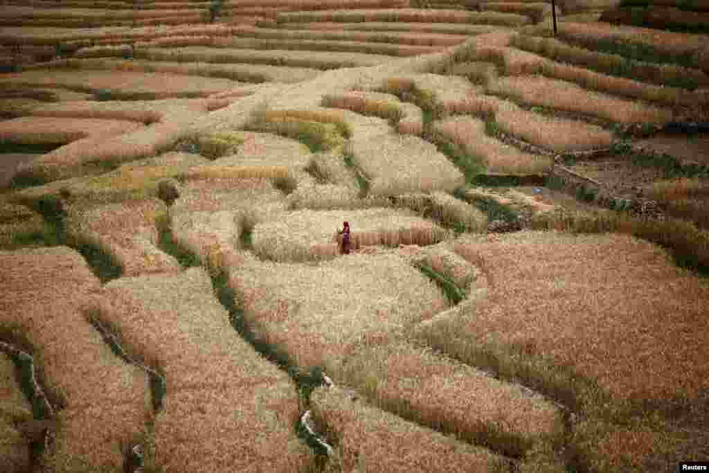 Seorang petani memanen gandum di kota Bhaktapur, dekat ibukota Kathmandu, Nepal.