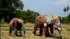 ရိုဟင်ဂျာ ဒုက္ခသည် စခန်းနဲ့ ဆင်အန္တရာယ်