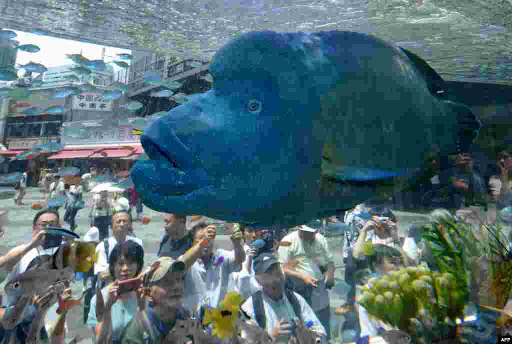 在东京举行的索尼水族馆2017展览会上，来自日本南部的冲绳岛的驼背濑鱼和其他热带海水鱼在大鱼缸里游泳。（2017年7月31日）